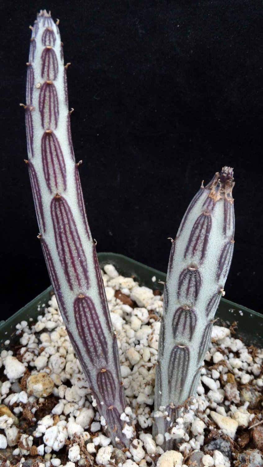 1 Bare roots - Senecio stapiliiformis cv.  Kilimanjaro - Live Plant   #KYPS16
