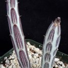 1 Bare roots - Senecio stapiliiformis cv.  Kilimanjaro - Live Plant   #KYPS16