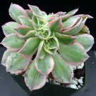 1 Aeonium Sunburst Crested  Cristate  Variegated - Bare roots #KYPS16