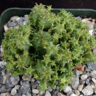 1 Live Plant -  Euphorbia mammillaris Monstrose Succulent   #KYPS16