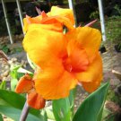 1 Plant Rhizome  - Canna Lily Orange   Color - Perennial Tall Tropical Foliage #GTGL17
