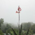 1 Plant Rhizome - Canna Lily Bird Of Paradise -  tropical foliage Perennial #GTGL17