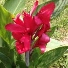 1 Plant Rhizome  - Fuchsia Red Indian Shot Canna Lily City Of portal  Perennial #GTGL17
