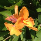 1 Plant Rhizome - Canna Lily Tangelo  - Tangerine Pink Indian Shot Tropical Foliage  #GTGL17
