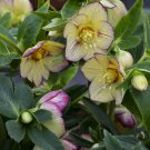 1 Live Plant - Helleborus Tropical sunset  Lenten Rose Flower Hellebore     #GTGL17