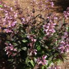 1 Live Plant - Pink Penstemon Dark Towers  Native Perennial  #GTGL17