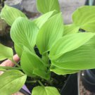 1 Plant - Hosta Lkeside Lime Time    limetime miniature - foliage perennial shade   #GTGL17