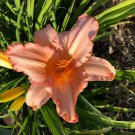 2 Plants - Daylily Decatur Celebrity    Pastel pink Hemerocallis perennial   #GTGL17