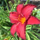 2 Plants - Daylily Chicago Apache   bright red - hemerocallis Perennial     #GTGL17