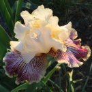 1 Rhizome Perennial plant- Tall Bearded TB Iris Insanic  White & dark Red   #GTGL17