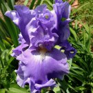 1 Rhizome Perennial Plant - Tall Bearded Iris Aqua Fresca   purple-blue    #GTGL17