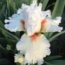 1 Perennial Plant Rhzome - Tall Bearded TB Iris Nordica White   #GTGL17