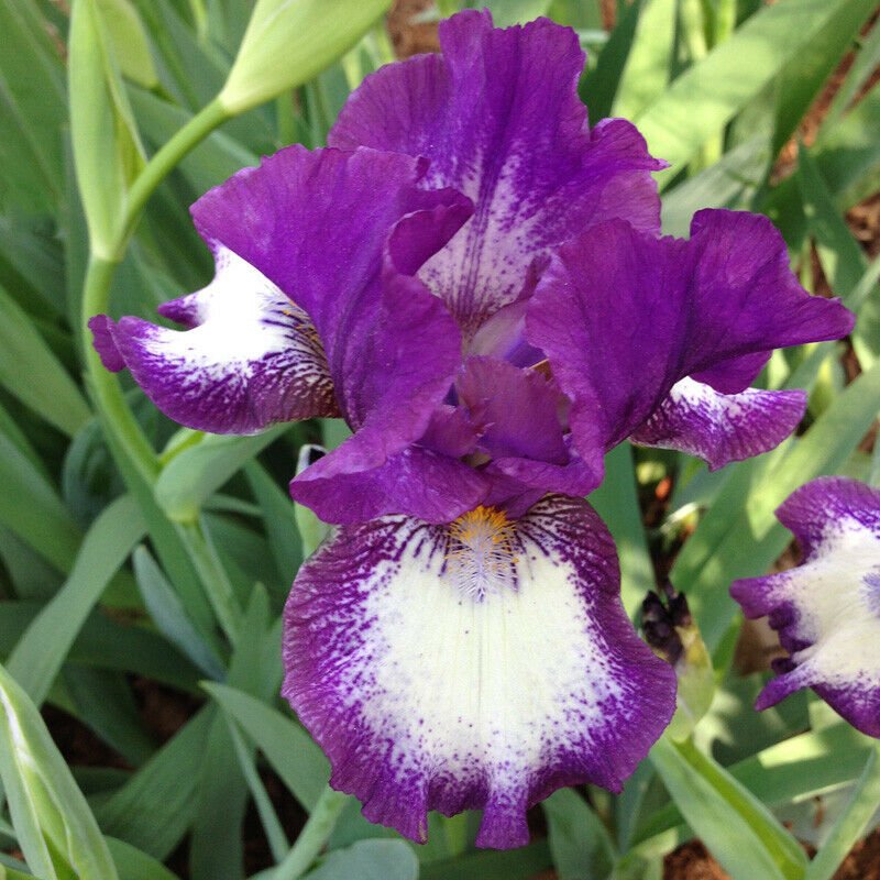 1 Rhizome Perennial Plant - Intermediate Bearded Iris Farside   White Violet     #GTGL17