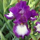 1 Rhizome Perennial Plant - Intermediate Bearded Iris Farside   White Violet     #GTGL17