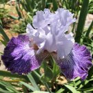 1 Rhizome Perennial plant - Tall Bearded TB Iris Will And Adelle        #GTGL17