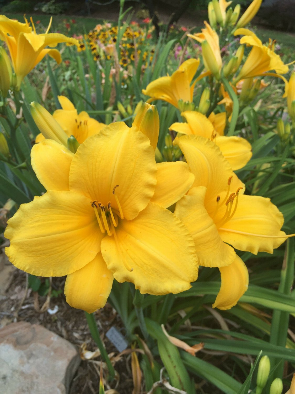 2 Plants Daylily  - Ancient Egypt   reblooming gold  Hemerocallis perennial      #GTGL17