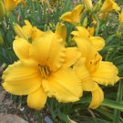 2 Plants Daylily  - Ancient Egypt   reblooming gold  Hemerocallis perennial      #GTGL17