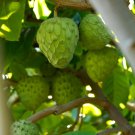 1 Tropical Fruit Trees - Honeyhart Cherimoya - in 3 gallon pot   #BLSG18