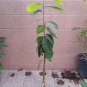 1 Tropical Fruit Trees - Honeyhart Cherimoya - in 3 gallon pot #BLSG18