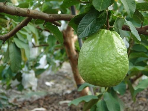 1 Thai Guavas - Tropical Fruit Trees - in 3 gallon pot  #BLSG18