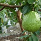 1 Thai Guavas - Tropical Fruit Trees - in 3 gallon pot  #BLSG18