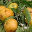 1 Tropical Fruit Trees - Suebelle Sapote - in 3 gallon pot  #BLSG18