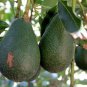 1Grafted Plants - Avocado Dwarf  Little Cado   #BLSG18