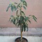 1Grafted Plants - Avocado Dwarf  Little Cado   #BLSG18