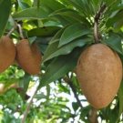 1 Tropical Fruit Trees - Sapodilla  Alano      #BLSG18