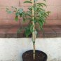 1 Tropical Fruit Trees - Sapodilla Alano #BLSG18