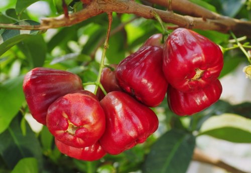 1  Tropical Fruit Trees -  Jambu / Wax Apple Black Dinamond     #BLSG18