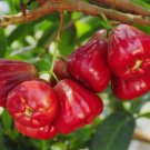 1  Tropical Fruit Trees -  Jambu / Wax Apple Black Dinamond     #BLSG18