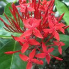 1 Live Plant - Maui Red Lxora Tropical - Easy to Grow    #BLSG18
