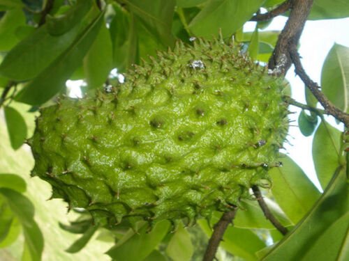 1 Tropical Fruit Tree - Dwarf Soursop  Annona Muricata   #BLSG18