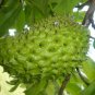 1 Tropical Fruit Tree - Dwarf Soursop  Annona Muricata   #BLSG18