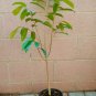 1 Tropical Fruit Tree - Dwarf Soursop  Annona Muricata   #BLSG18