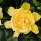 1 Live Plant - Gardenia Jasminoides  Golden Magic  #BLSG18