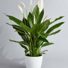 1 Live Plant -  Premium Spathiphyllum    #BLSG18