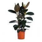 1 Live Plant  - Burgundy Rubber #BLSG18