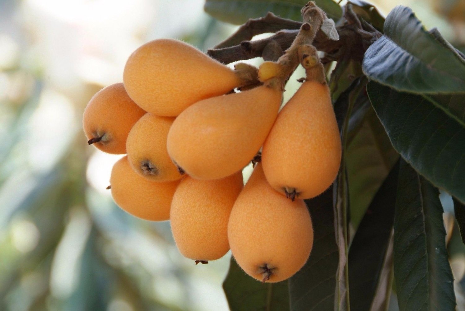 1 Tropical Fruit Tree -  Loquat  Big Jim - in 5 gallon pot #BLSG18