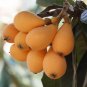 1 Tropical Fruit Tree -  Loquat  Big Jim - in 5 gallon pot #BLSG18