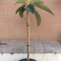 1 Tropical Fruit Tree -  Loquat  Big Jim - in 5 gallon pot #BLSG18