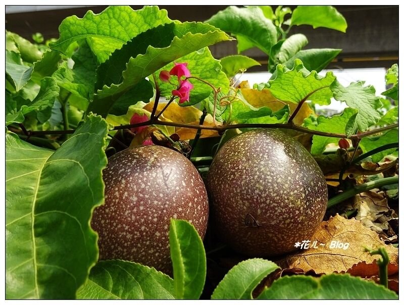 1 Live Plant Purple Passion Fruit Passiflora edulis in 3 gallon pot