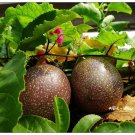 1 Live Plant - Purple Passion Fruit  Passiflora edulis -  in 3 gallon pot   #BLSG18