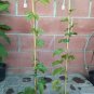 1 Live Plant - Purple Passion Fruit  Passiflora edulis -  in 3 gallon pot   #BLSG18