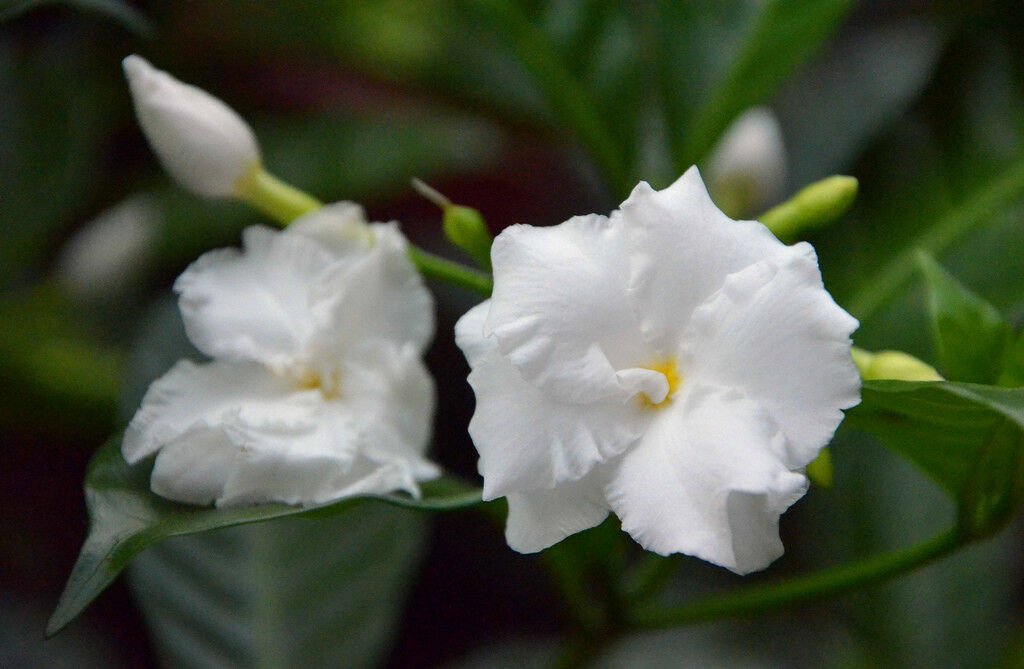 1 Live Plants - Double Flowering Crape Jasmine -  in 1 gallon pot   #BLSG18