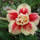 1  Live Plant - Taiwan Adenium Obesum Desert Rose     #BLSG18