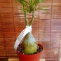 1 Live Plant - Taiwan Adenium Obesum Desert Rose #BLSG18