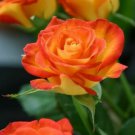 1 Live Plants  - Hybrid Tea Rio Samba Rose Orange and yellow flower      #BLSG18