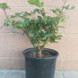 1 Live Plants  - Hybrid Tea Rio Samba Rose Orange and yellow flower      #BLSG18
